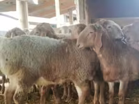 雄羊, Arashan sheep — 写真 1