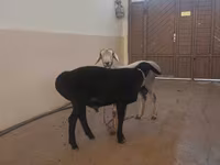 Beran, Hissar sheep — foto 2