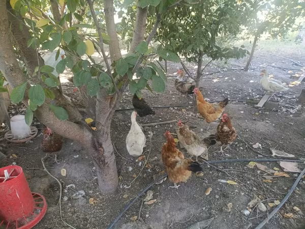 Chickens
