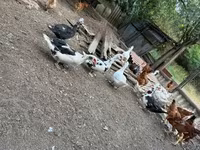 Ducks — 写真 4