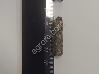 Шрот подсолнечный гранулированный — புகைப்படம் 1