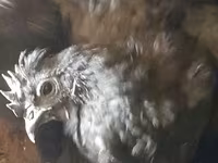 Chickens — Foto 6