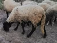 Owca, Tsigai sheep — zdjęcie 5