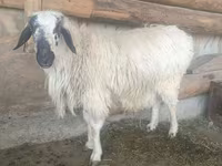 Ram, Schapen — foto 1