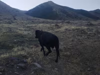 Lembu jantan, Aberdeen-Angus — foto 2