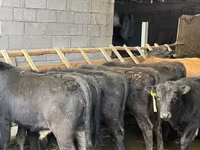 Бик, Simmental cattle — снимка 3