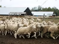 Bélier, Dorper sheep — photo 3