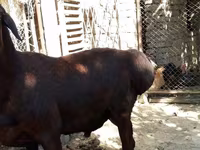 Kambing jantan, Sheep — foto 6