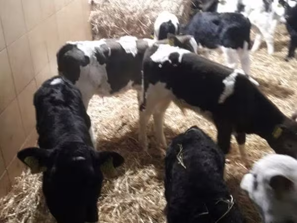 Bovini (lotto, sesso non specificato), Simmental cattle