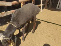 Хуц, Blackheaded Persian sheep — 2 зураг