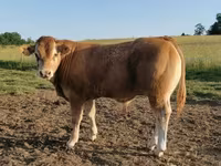 ወንድ በሬ, Limousin cow — ፎቶ 3