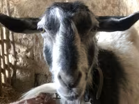 بز ماده, بز — عکس 5