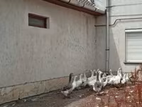 Geese — 4. fotó