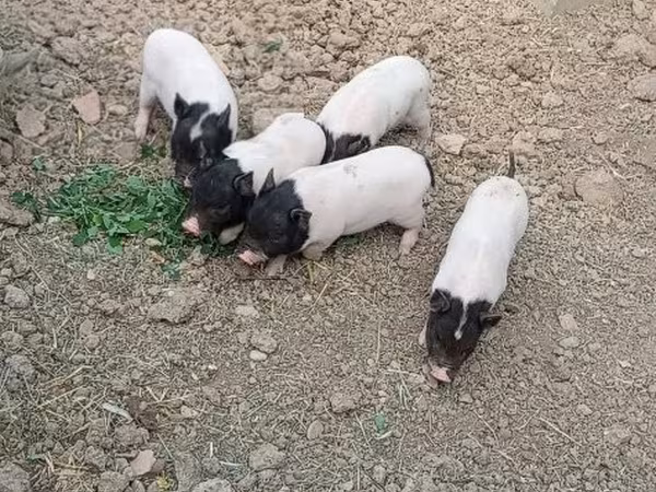Sow,  — Hungary