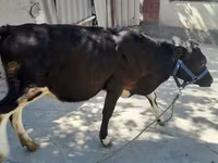 ላም, Holstein breed — ፎቶ 5