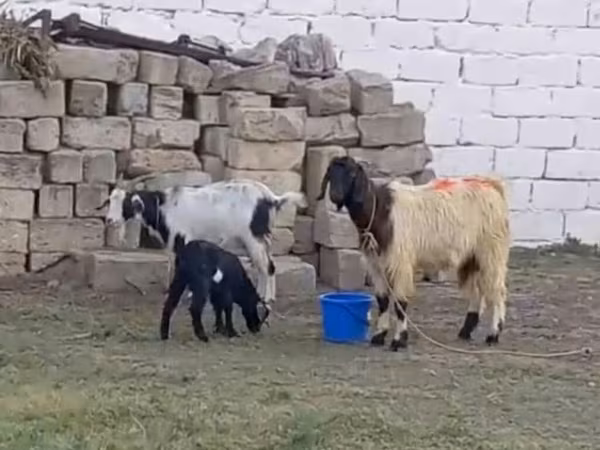 Koza, Kozy