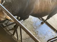 วัวตัวผู้, Swiss cattle — รูปภาพ 4