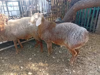 แกะตัวผู้, Hissar sheep — รูปภาพ 3