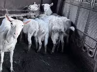 بز ماده, Saanen goat — عکس 3