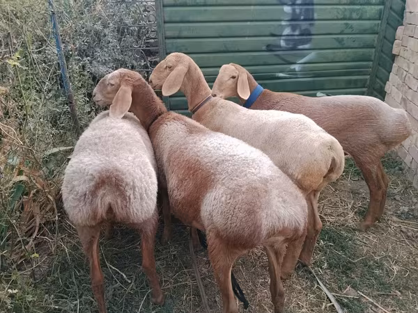 Ovce, Arashan sheep