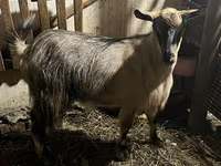 Get, Alpine goat — foto 2