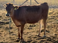 Vacă, Rasa Jersey — foto 4