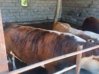 Bò đực, Simmental cattle — ảnh 5