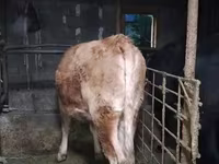 ላም, Cattle — ፎቶ 2