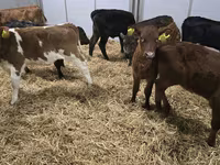 Kuh, Simmental cattle — Foto 3
