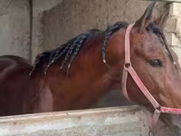 Cavallo, Akhal-Teke — foto 6