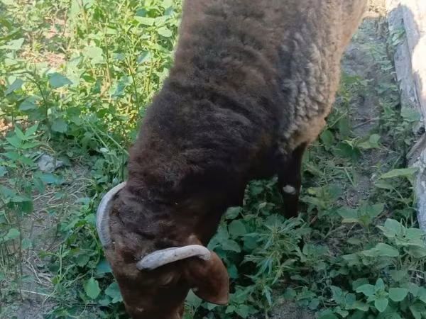 Beran, Ovce