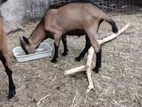 Kozel, Alpine goat — foto 3