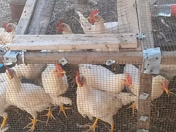 Leghorn — Kyrgyzstan