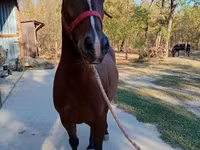 Hingst, Lipizzaner — foto 3