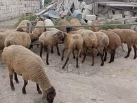 میش, گوسفند — عکس 1