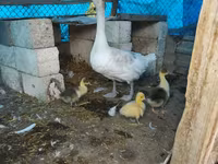 Geese — عکس 2