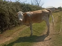 Lembu betina, Simmental cattle — foto 3