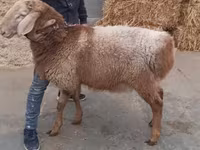 Beran, Arashan sheep — foto 2