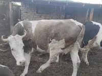 گاو ماده, Simmental cattle — عکس 6