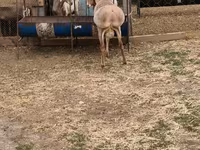 Berbec, Rhon sheep — foto 7