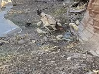 Chickens — Foto 2