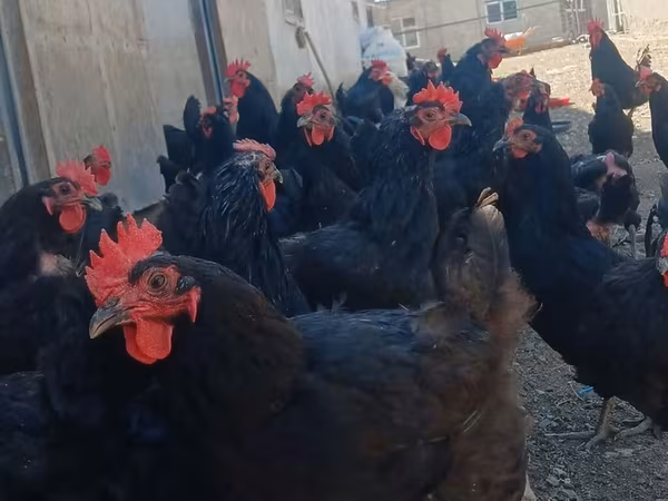 آسٹریلین پٹ گیم فاول