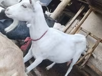 Koza, Saanen goat — foto 7