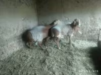 Får, Edilbay sheep — foto 2