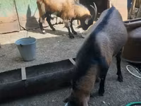 Ri’ lab, Alpine goat — sawirka 3