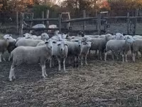 Schaap, Schapen — foto 4