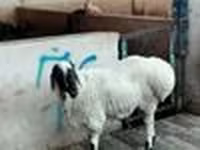 Wad, Sheep — sawirka 4