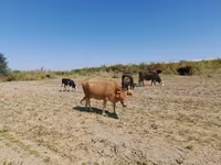 گاو نر, Swiss cattle — عکس 2