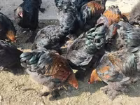 براهما — عکس 7
