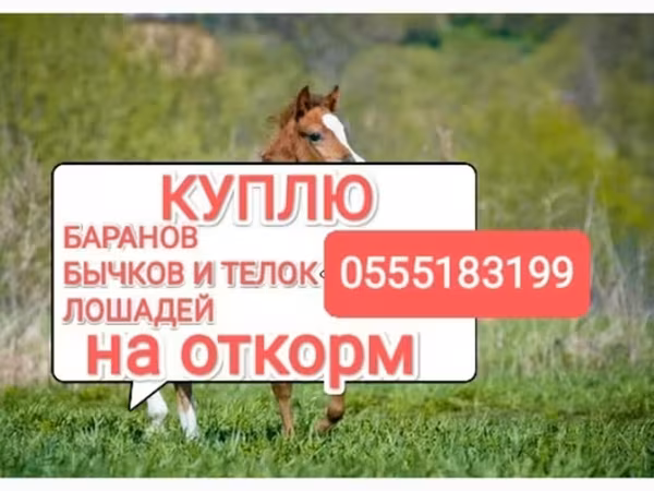 公马, Horses — 吉尔吉斯斯坦